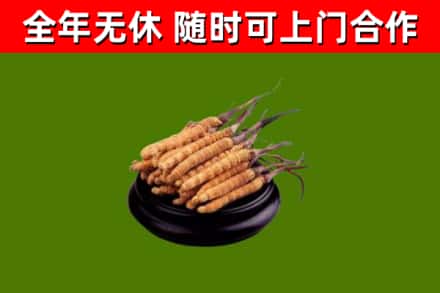 大姚烟酒回收冬虫夏草.jpg